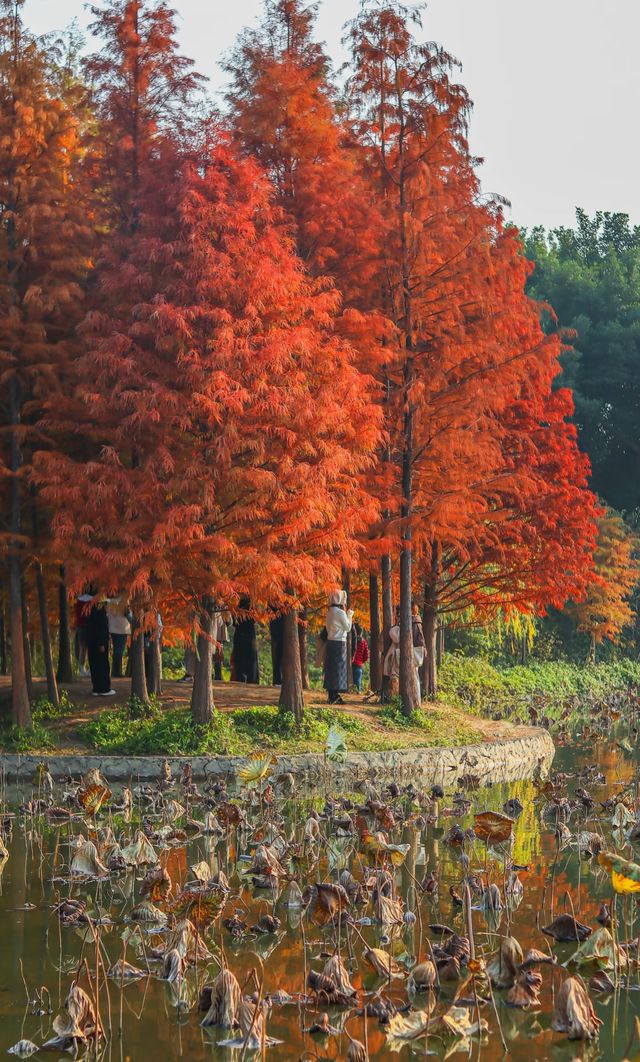 柳州紅杉林
