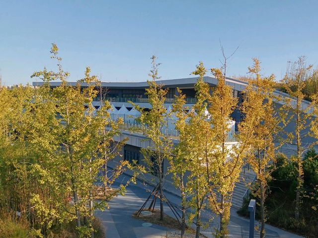 雁南公園金秋漫步指南