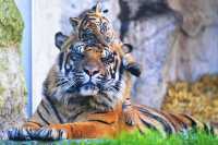 大連森林動物園｜超順路不斷檔遊玩路線+表演全攻略～來囉
