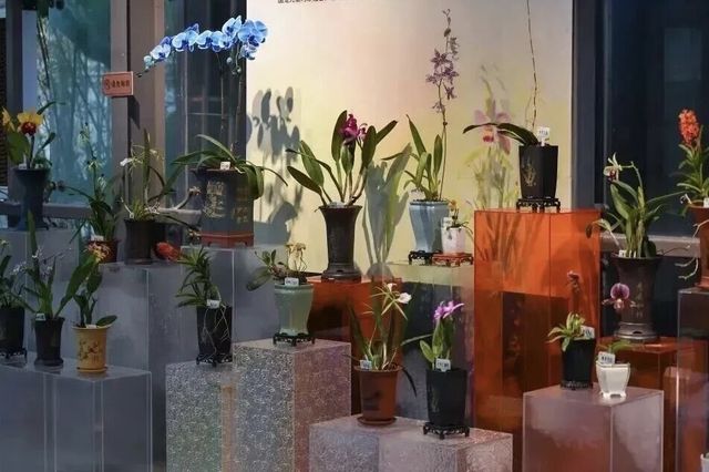 鷺島蘭宴：2025蘭展頌華章，雅韻伴旅居