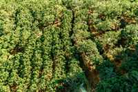 兩大茶園PK！貴州松桃vs廣東潮州，你更愛哪個？