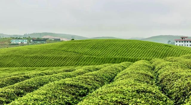兩大茶園PK！貴州松桃vs廣東潮州，你更愛哪個？