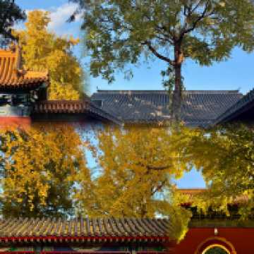 北京絕美秋日暴走路線胡同Citywalk+中山公園賞銀杏