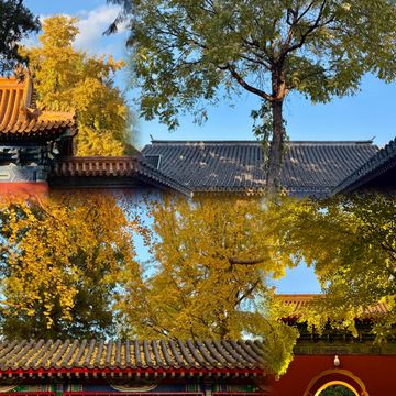 北京絕美秋日暴走路線胡同Citywalk+中山公園賞銀杏 北京絕美秋日暴走路線胡同Citywalk+中山公園賞銀杏