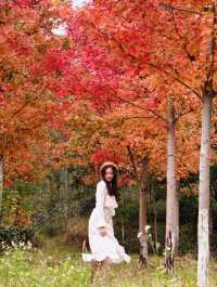 廣州出發!2.5小時車程找到廣東秋日拍照聖地