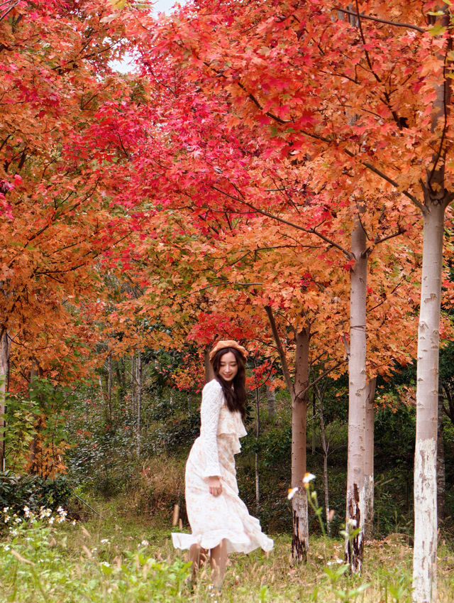 廣州出發!2.5小時車程找到廣東秋日拍照聖地 廣州出發!2.5小時車程找到廣東秋日拍照聖地