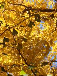 邯鄲賞秋必去地！磁縣天保寨的紅葉讓你美哭