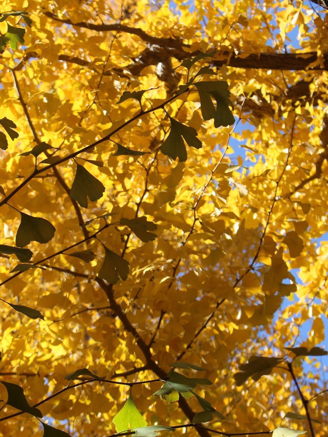 邯鄲賞秋必去地！磁縣天保寨的紅葉讓你美哭