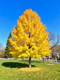 甘肅版九寨溝被我搵到喇！匿喺隴南嘅彩林秘境