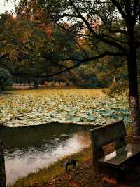 景德鎮剛回來,唯一沒踩雷超出預期的景點