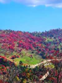 快衝！四方山秋色進入倒數計時模式