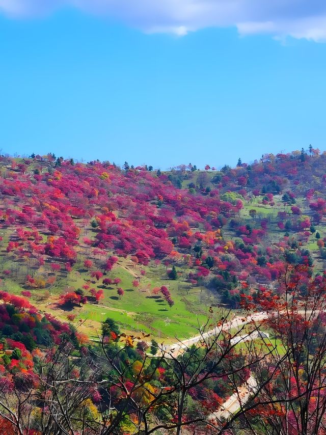 快衝！四方山秋色進入倒數計時模式