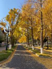 本週北京賞秋的尾巴，倒數計時！還有10處選擇