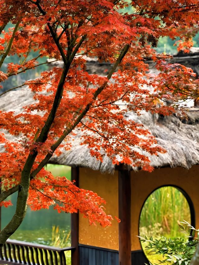 成都浣花溪這是什麼神仙賞楓秘境! 成都浣花溪這是什麼神仙賞楓秘境!