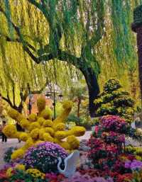 濟南趵突泉賞菊記｜三股清流滿園秋色太治癒了！