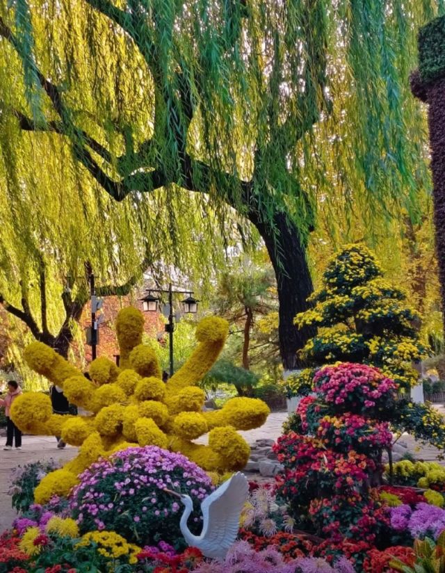 濟南趵突泉賞菊記｜三股清流滿園秋色太治癒了！