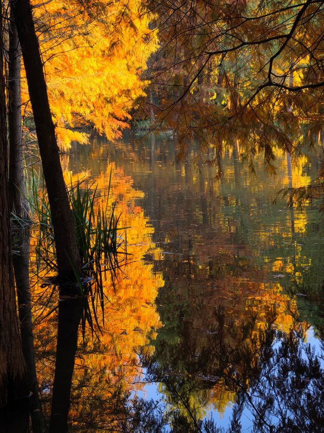 這不是燕雀湖這簡直是大自然的油畫