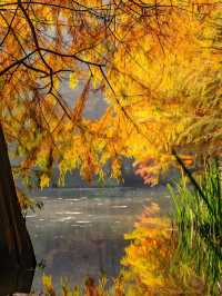 墜入油畫世界明孝陵落羽杉美到封神了