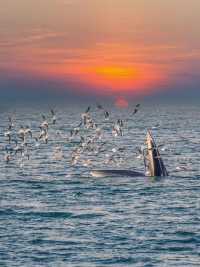 涠洲島追鯨全攻略｜秋冬限定5個月浪漫邂逅