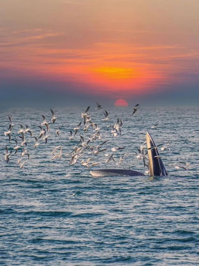 涠洲島追鯨全攻略｜秋冬限定5個月浪漫邂逅