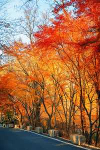 賞楓必去小眾秘境