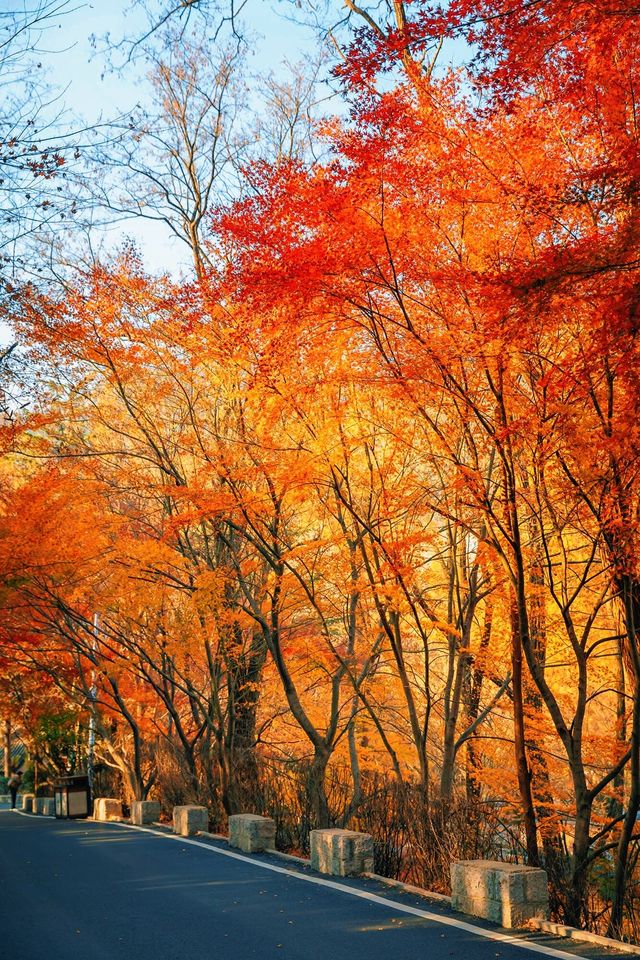 賞楓必去小眾秘境