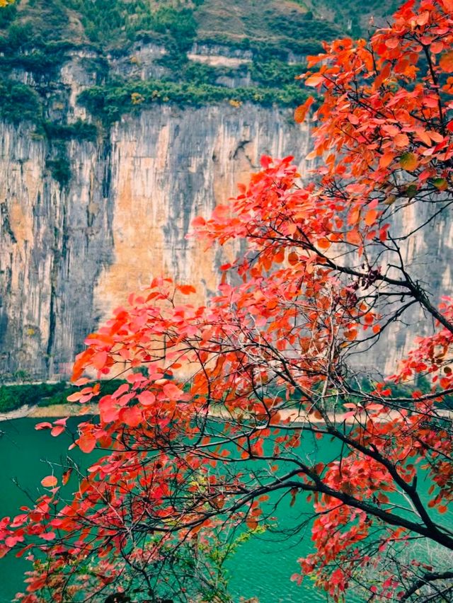 三峽之巔徒步｜紅葉季漫山紅遍絕美超治癒