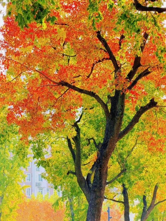 上海的秋日藝術巡禮