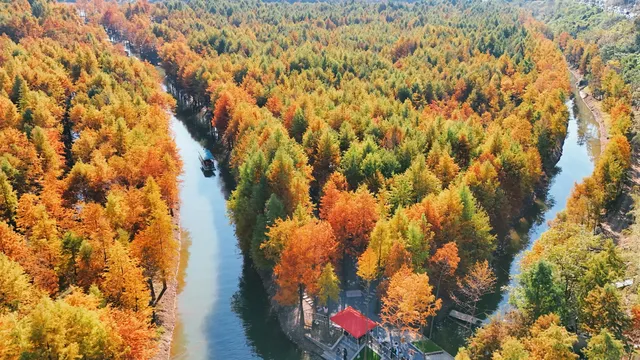 11.15皖南川藏線之落羽紅杉林 11.15皖南川藏線之落羽紅杉林