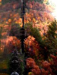 秋日陰雨漫步水杉林