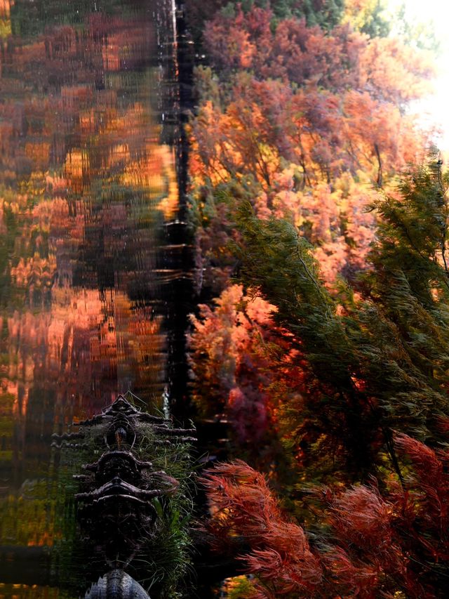 秋日陰雨漫步水杉林 秋日陰雨漫步水杉林