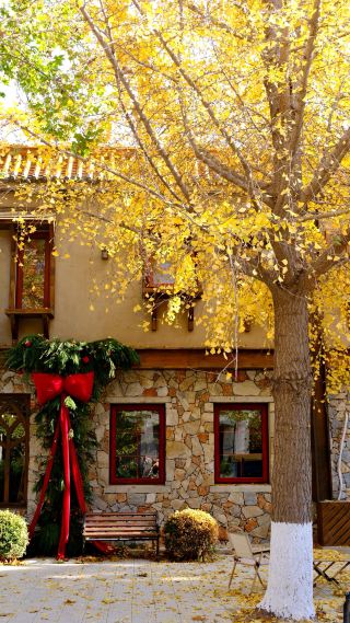 Tongzhou Secret Magical Ginkgo Forest｜Unlock a Hogwarts-Style Autumn Fairy Tale for Free