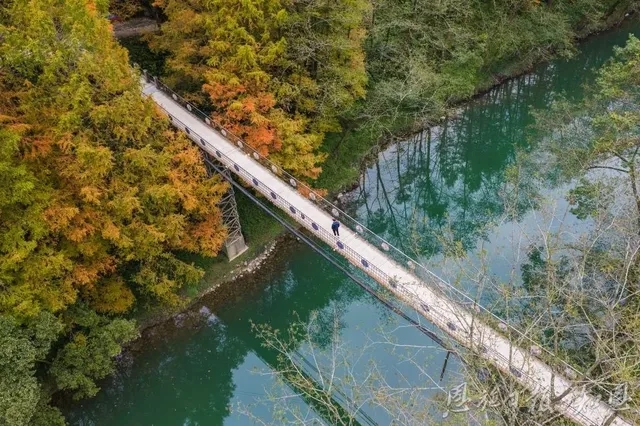 如果你去初冬裡的騰龍洞，將見到萬杉紅遍