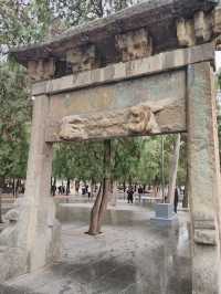 少林寺不僅有武學,還有銀杏!