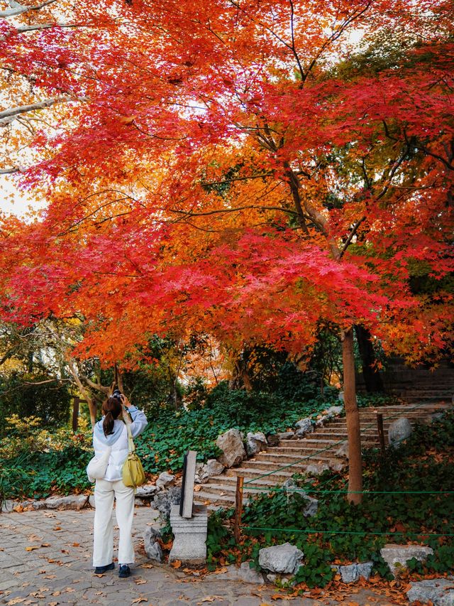 又是一年楓葉紅時魯迅公園賞楓攻略來啦！
