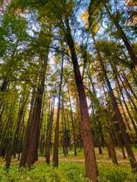 上海秋日頂流!共青菊花展免費衝人多真的有原因!
