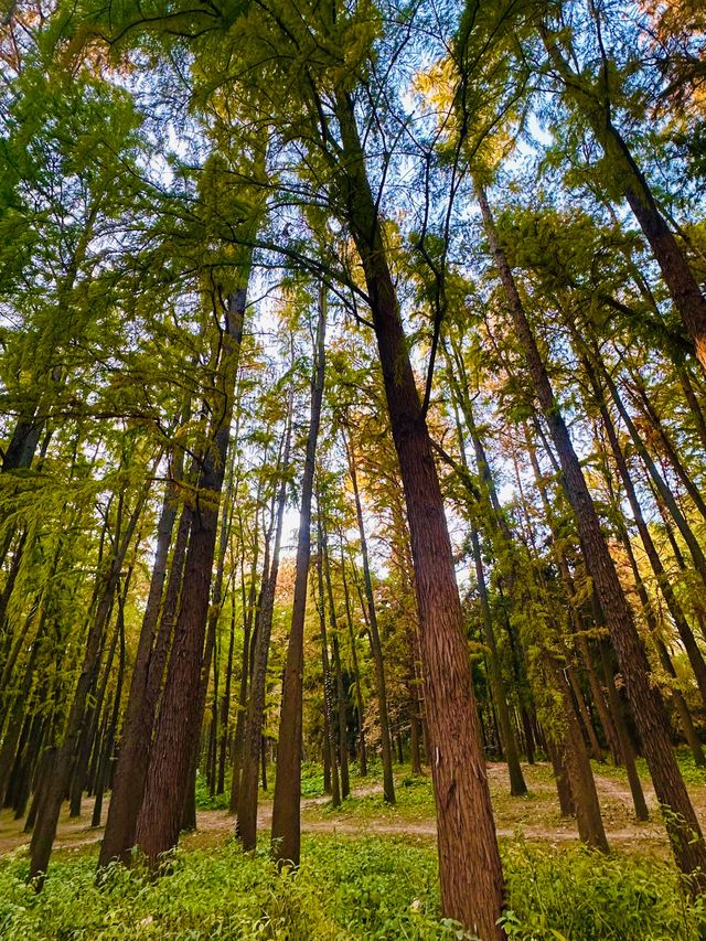 上海秋日頂流!共青菊花展免費衝人多真的有原因! 上海秋日頂流!共青菊花展免費衝人多真的有原因!