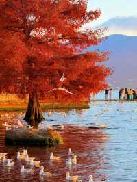 12.3！大理洱海的含金量還在上升！