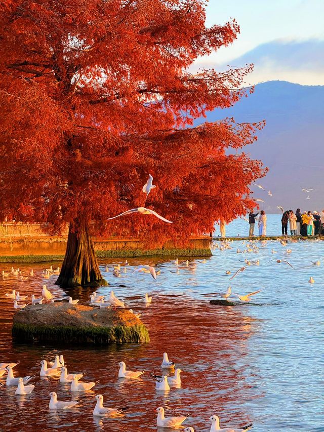 12.3！大理洱海的含金量還在上升！