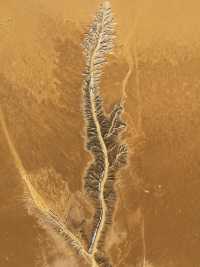 來賞甘肅大地之樹