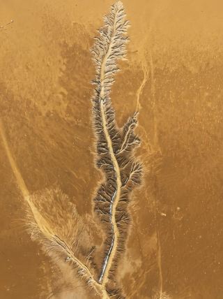 Come admire the Tree of the Earth in Gansu