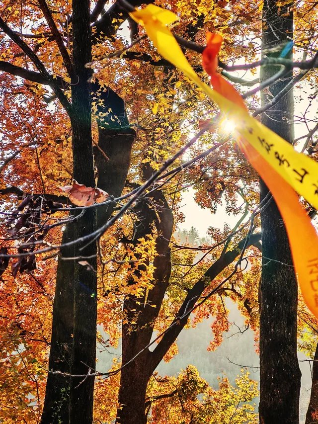 秋天又來了! 臨安指南村實況 秋天又來了! 臨安指南村實況