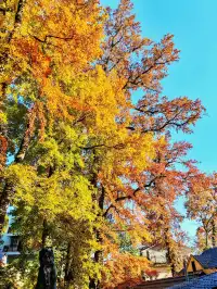 秋天又來了! 臨安指南村實況