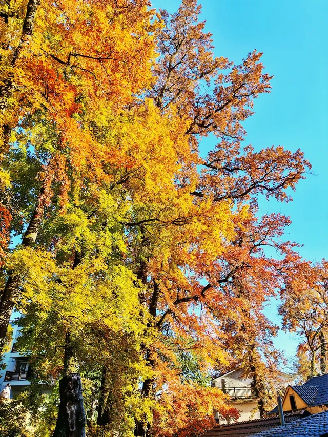 秋天又來了! 臨安指南村實況 秋天又來了! 臨安指南村實況