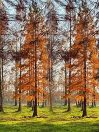 太仙了！夢幻森林，邂逅青西郊野公園的水上童話