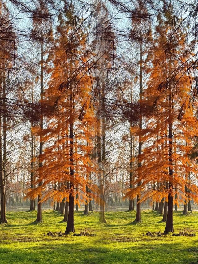 太仙了！夢幻森林，邂逅青西郊野公園的水上童話