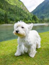 康定月亮湖遛狗人新玩法懶人露營更適合