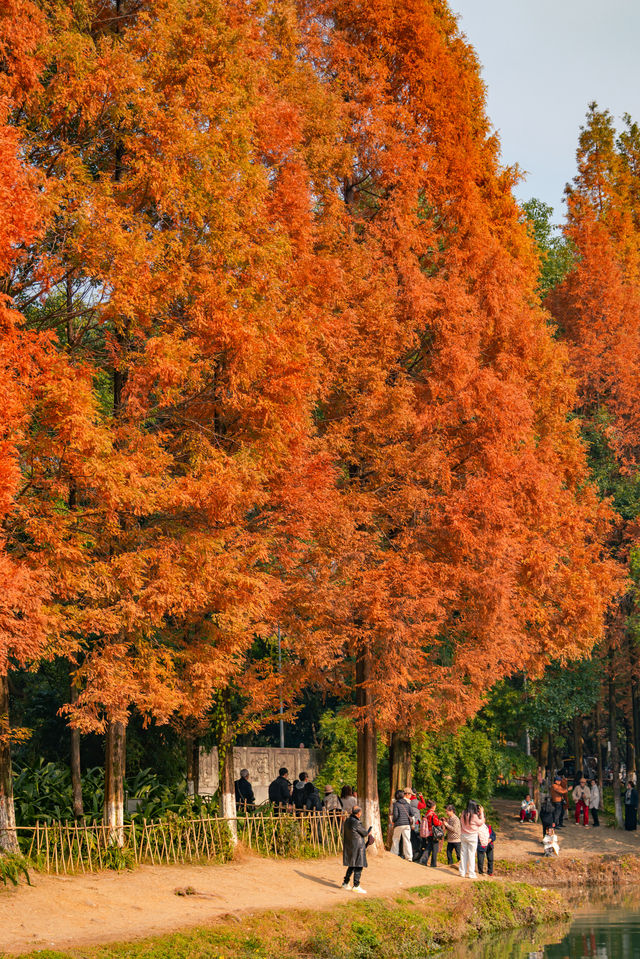 升仙湖的秋，是水杉用紅色寫的詩 