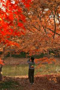 上海最大規模楓葉林濃度已達100%