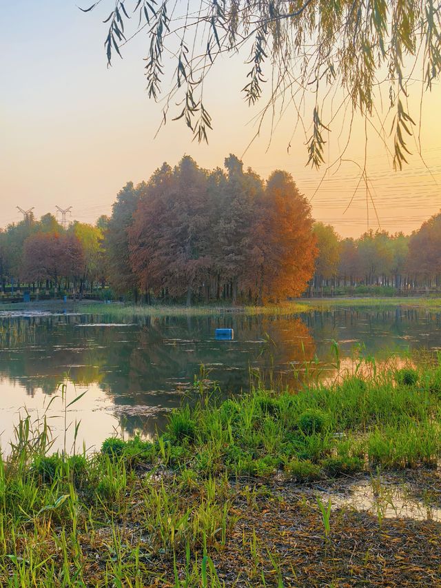 滬上秋色「杉」水畫,一半在水,一半在天 滬上秋色「杉」水畫,一半在水,一半在天